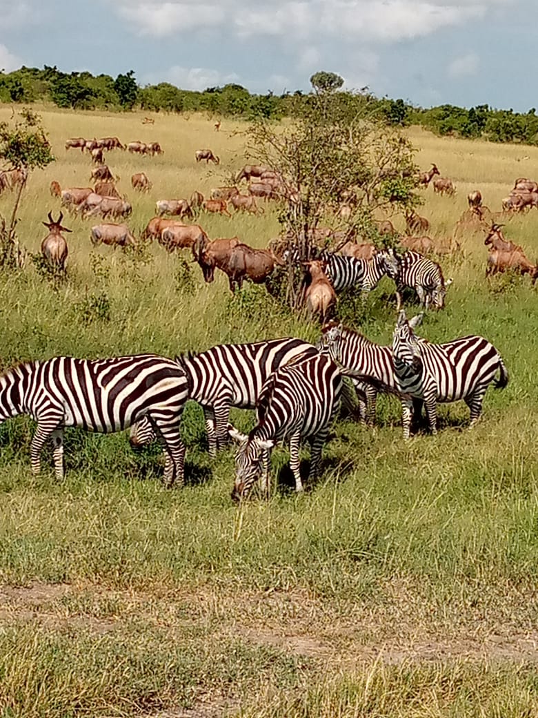 Maasai Mara